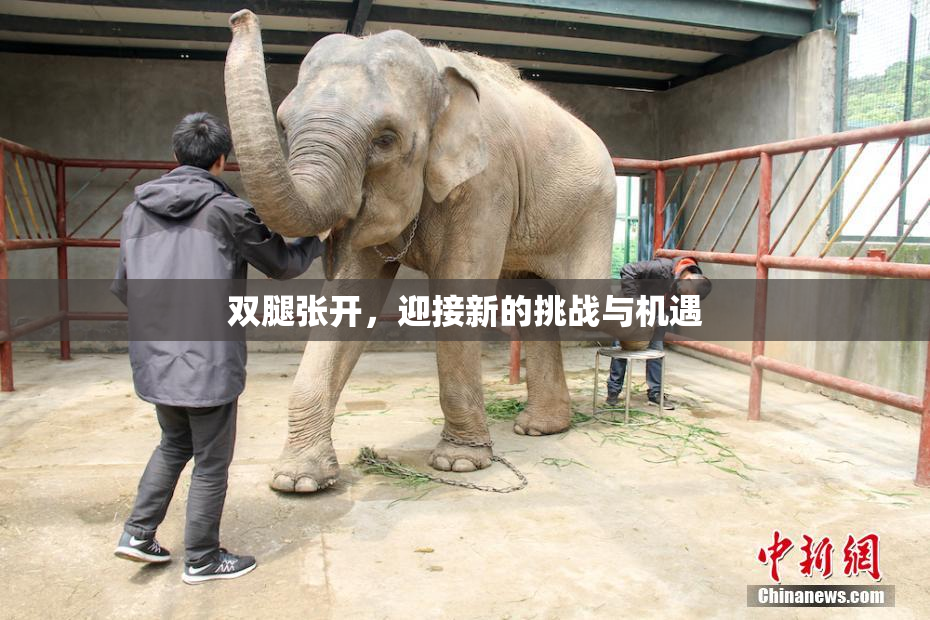 双腿张开，迎接新的挑战与机遇