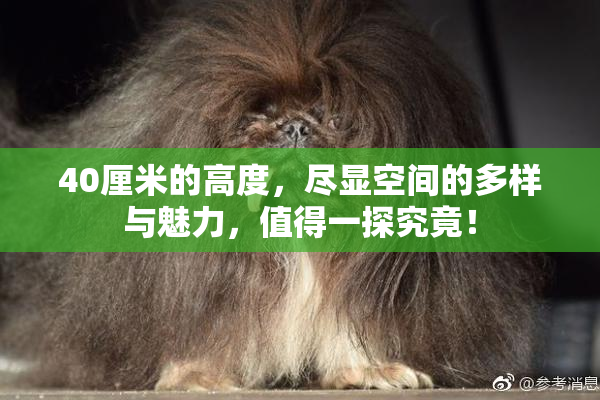 40厘米的高度，尽显空间的多样与魅力，值得一探究竟！