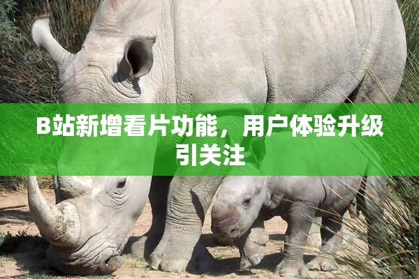 B站新增看片功能，用户体验升级引关注