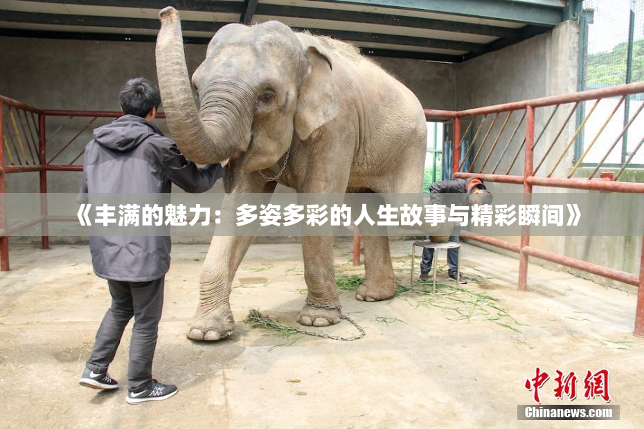 《丰满的魅力：多姿多彩的人生故事与精彩瞬间》