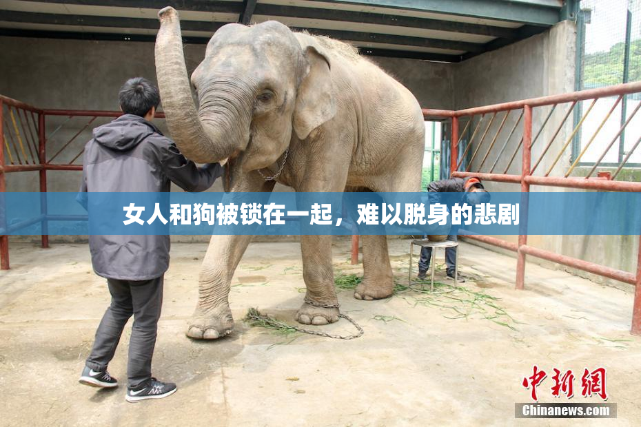 女人和狗被锁在一起，难以脱身的悲剧
