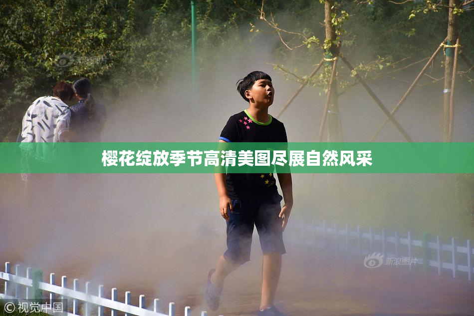 樱花绽放季节高清美图尽展自然风采