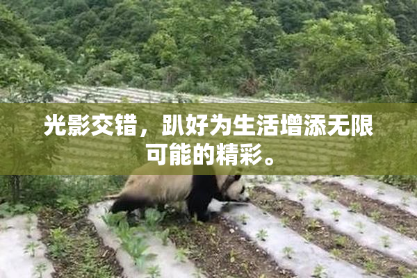光影交错，趴好为生活增添无限可能的精彩。