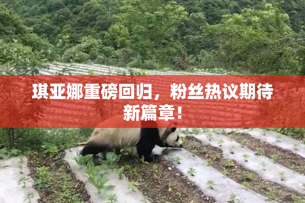 琪亚娜重磅回归，粉丝热议期待新篇章！