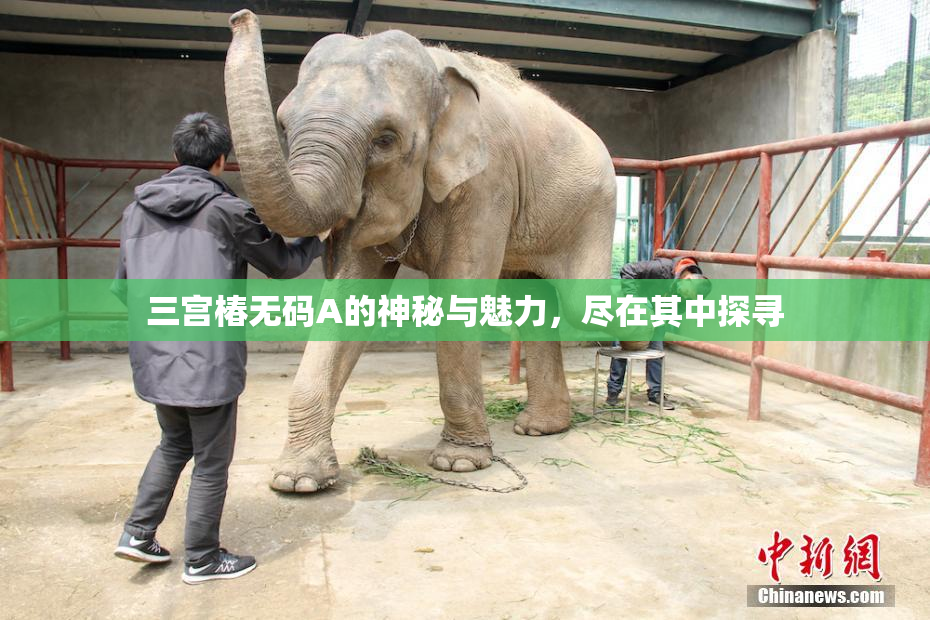 三宫椿无码A的神秘与魅力，尽在其中探寻