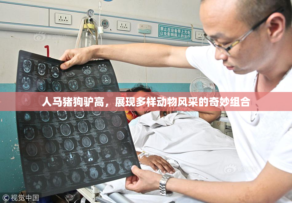 人马猪狗驴高，展现多样动物风采的奇妙组合