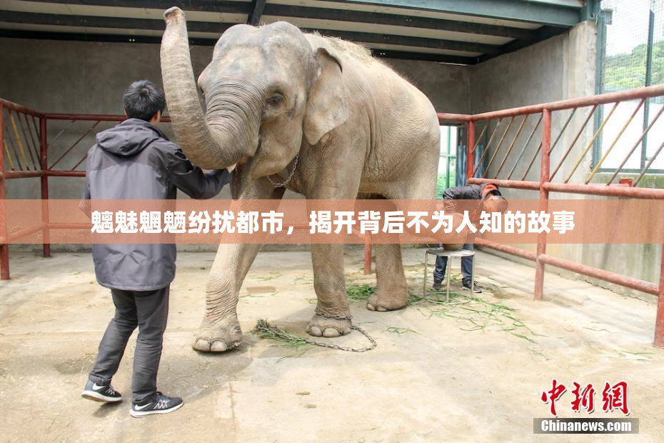 魑魅魍魉纷扰都市，揭开背后不为人知的故事