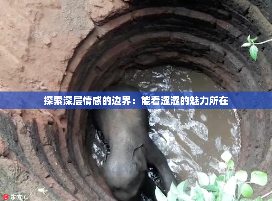 探索深层情感的边界：能看涩涩的魅力所在