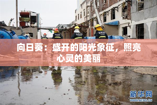 向日葵：盛开的阳光象征，照亮心灵的美丽