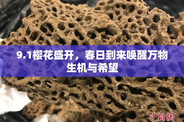 9.1樱花盛开，春日到来唤醒万物生机与希望