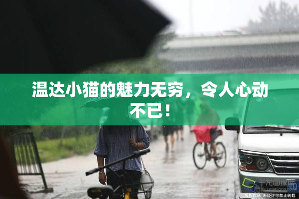 温达小猫的魅力无穷，令人心动不已！