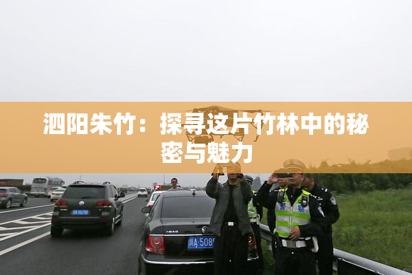 泗阳朱竹：探寻这片竹林中的秘密与魅力