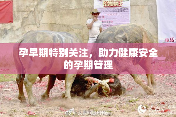 孕早期特别关注，助力健康安全的孕期管理