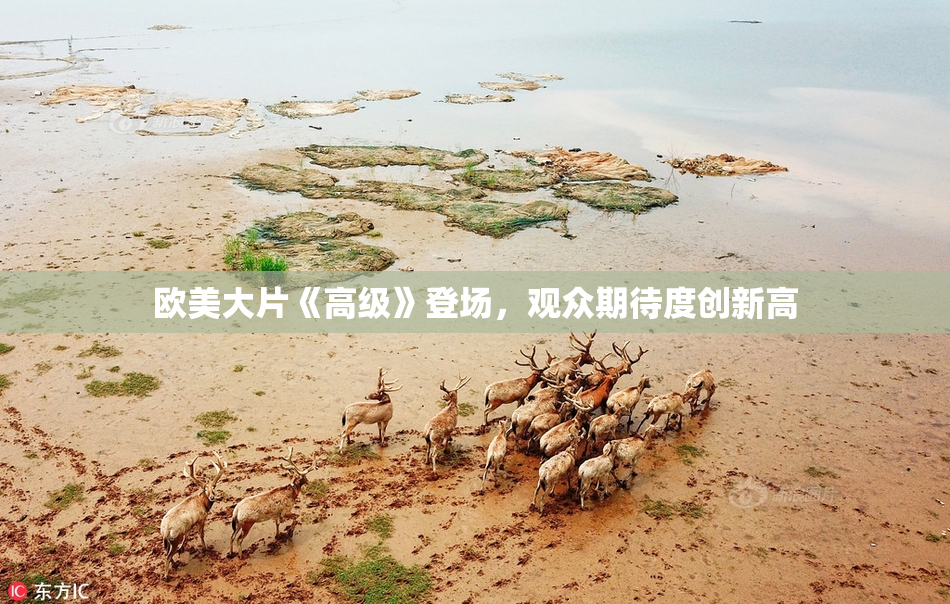 欧美大片《高级》登场，观众期待度创新高