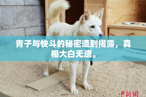 青子与快斗的秘密遭到揭露，真相大白无遗。