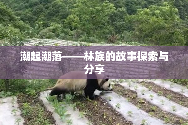 潮起潮落——林族的故事探索与分享