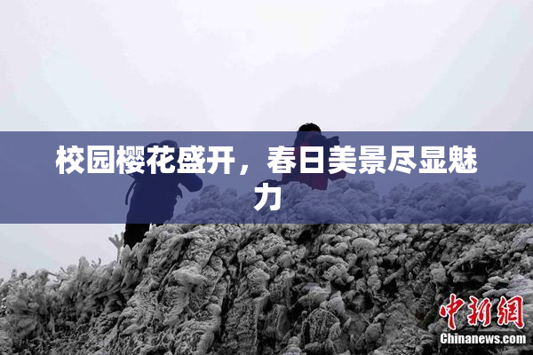 校园樱花盛开，春日美景尽显魅力