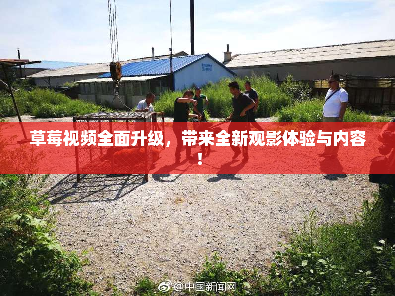 草莓视频全面升级，带来全新观影体验与内容！