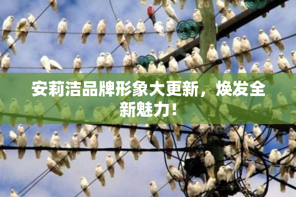 安莉洁品牌形象大更新，焕发全新魅力！