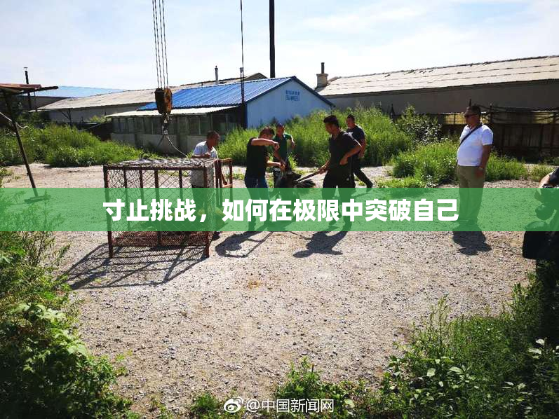 寸止挑战，如何在极限中突破自己