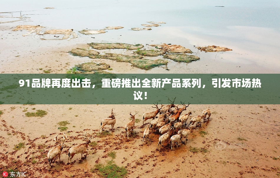 91品牌再度出击，重磅推出全新产品系列，引发市场热议！