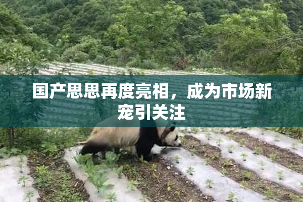 国产思思再度亮相，成为市场新宠引关注