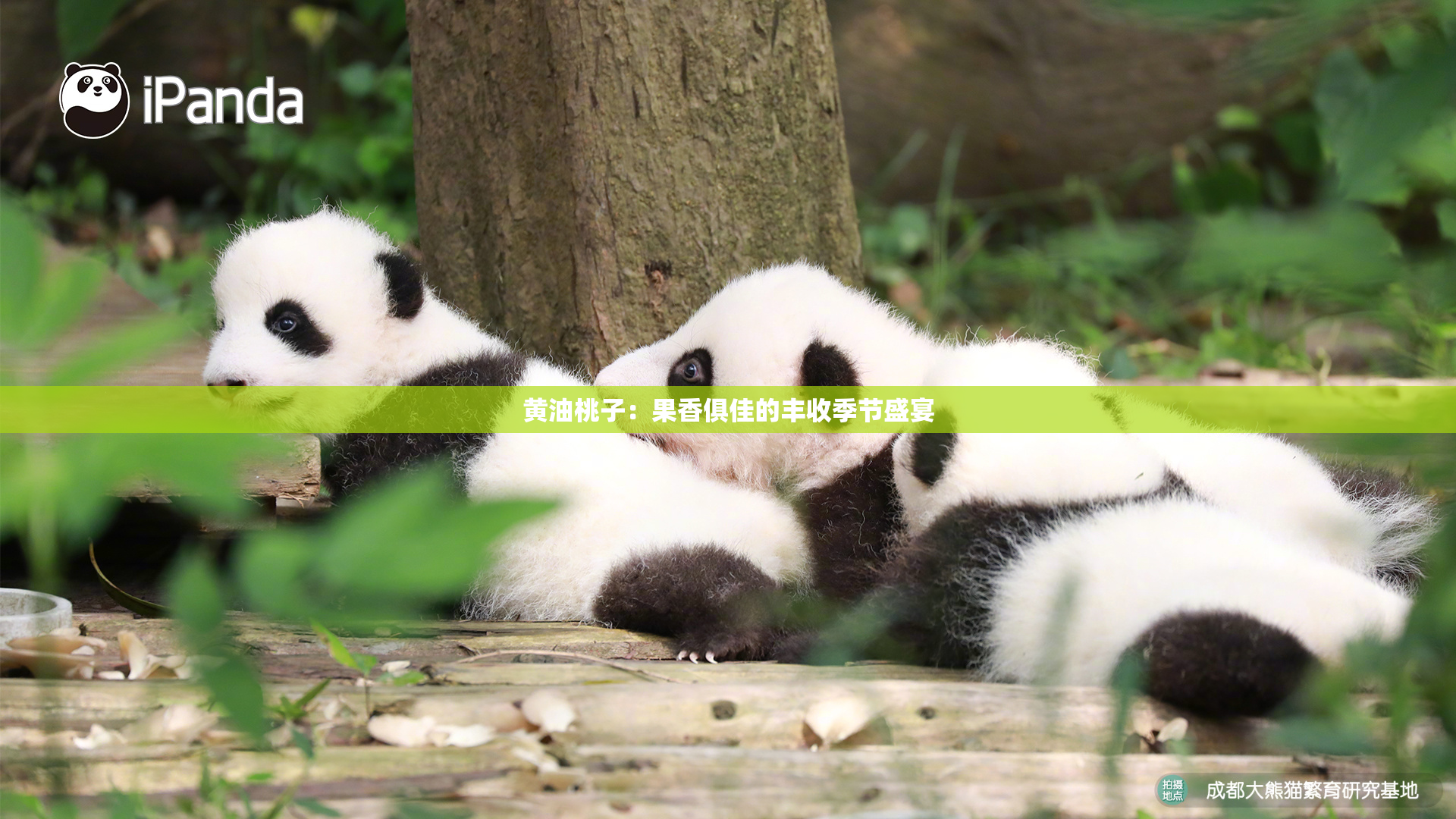 黄油桃子：果香俱佳的丰收季节盛宴