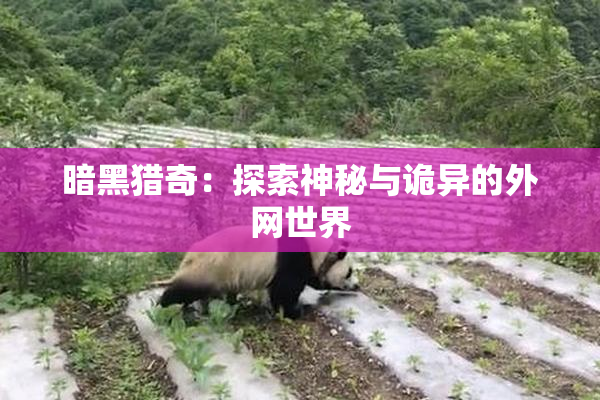 暗黑猎奇：探索神秘与诡异的外网世界
