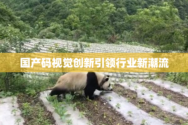 国产码视觉创新引领行业新潮流