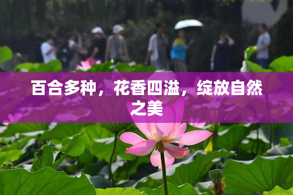 百合多种，花香四溢，绽放自然之美