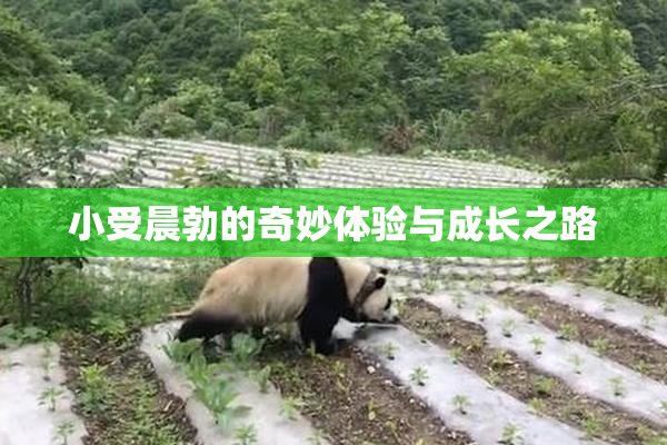 小受晨勃的奇妙体验与成长之路