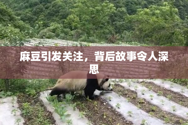 麻豆引发关注，背后故事令人深思