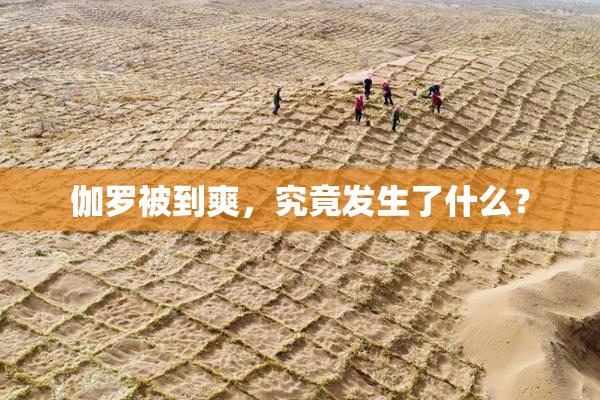 伽罗被到爽，究竟发生了什么？