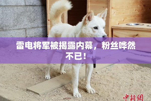 雷电将军被揭露内幕，粉丝哗然不已！