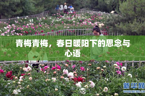 青梅青梅，春日暖阳下的思念与心语