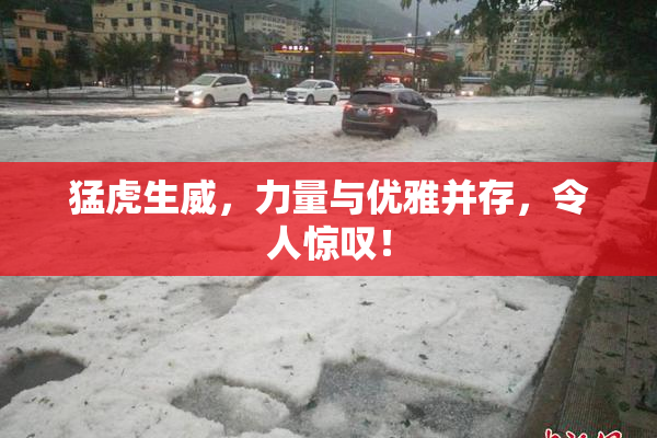 猛虎生威，力量与优雅并存，令人惊叹！