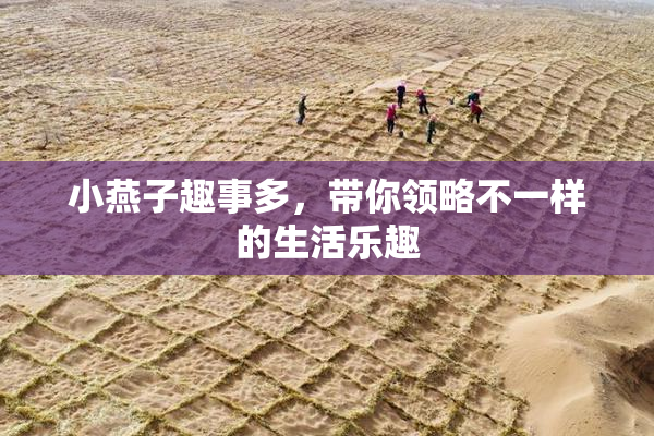 小燕子趣事多，带你领略不一样的生活乐趣