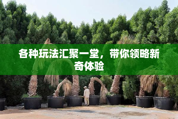 各种玩法汇聚一堂，带你领略新奇体验