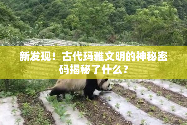 新发现！古代玛雅文明的神秘密码揭秘了什么？
