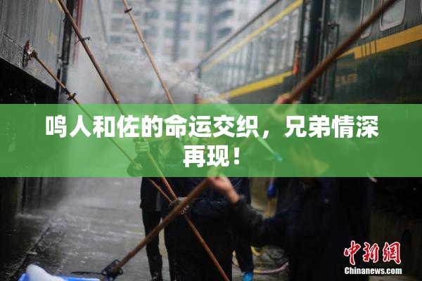 鸣人和佐的命运交织，兄弟情深再现！