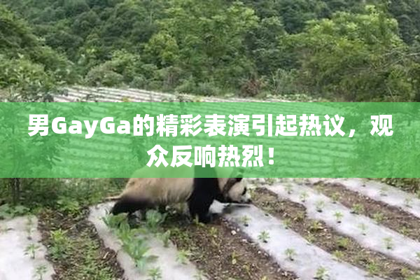 男GayGa的精彩表演引起热议，观众反响热烈！