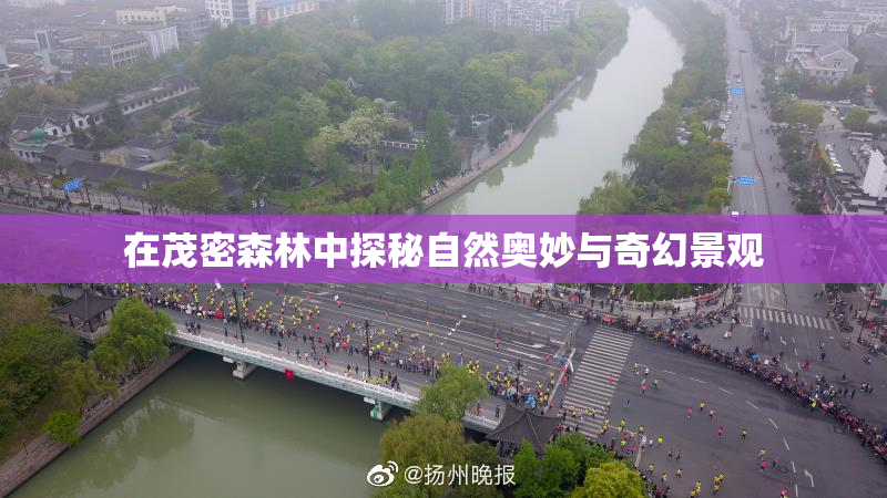 在茂密森林中探秘自然奥妙与奇幻景观