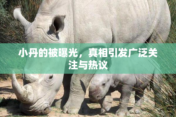 小丹的被曝光，真相引发广泛关注与热议