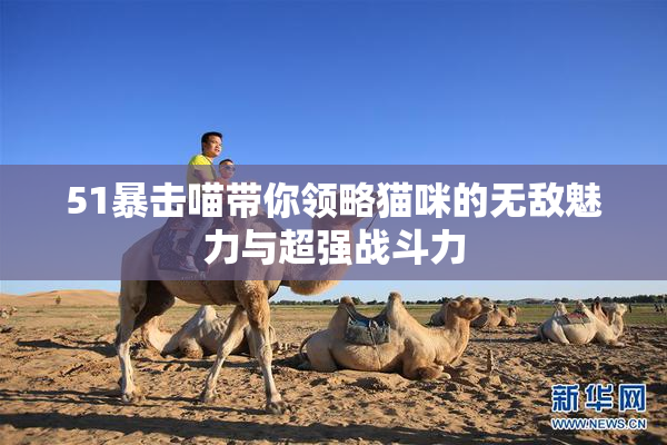 51暴击喵带你领略猫咪的无敌魅力与超强战斗力