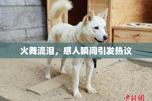 火舞流泪，感人瞬间引发热议