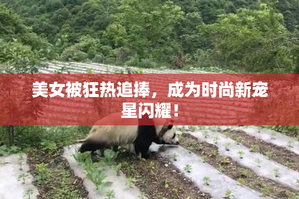 美女被狂热追捧，成为时尚新宠星闪耀！