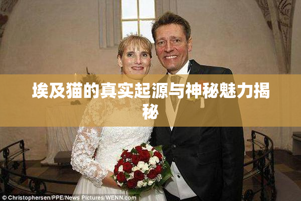 埃及猫的真实起源与神秘魅力揭秘