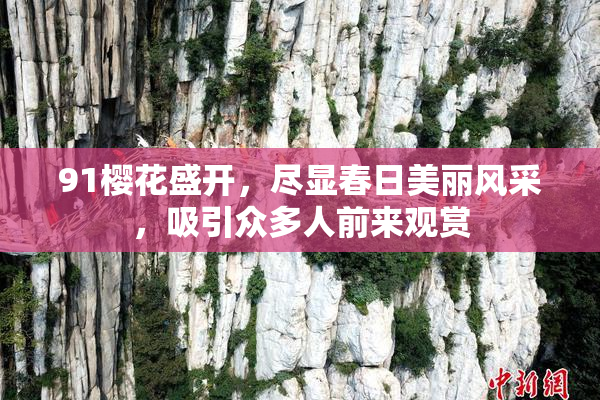 91樱花盛开，尽显春日美丽风采，吸引众多人前来观赏