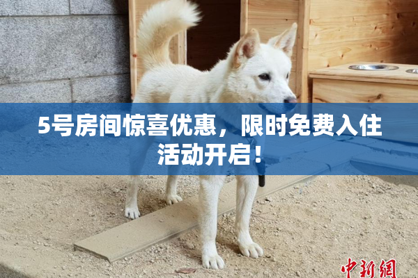 5号房间惊喜优惠，限时免费入住活动开启！
