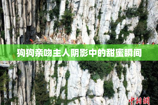 狗狗亲吻主人阴影中的甜蜜瞬间